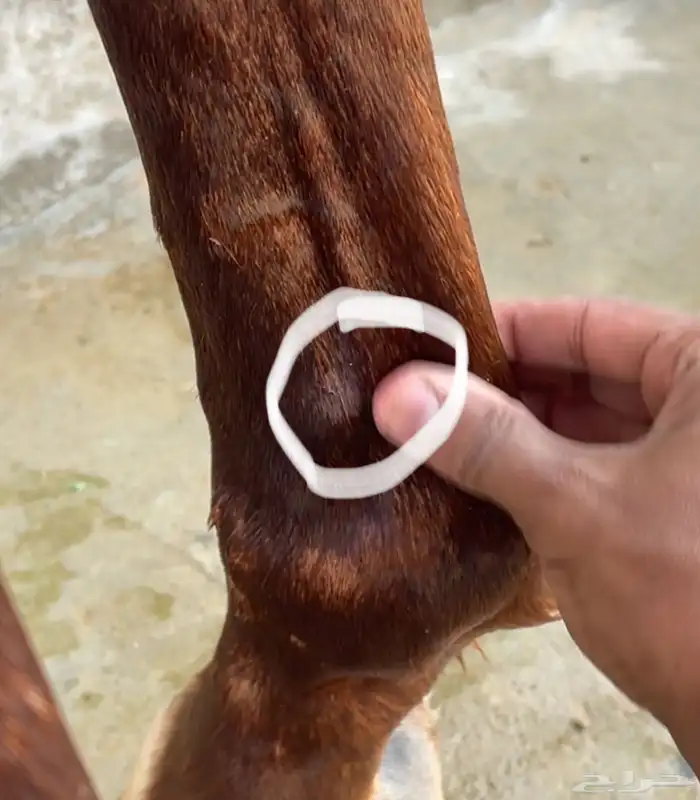 حصان للبيع شعبي 1