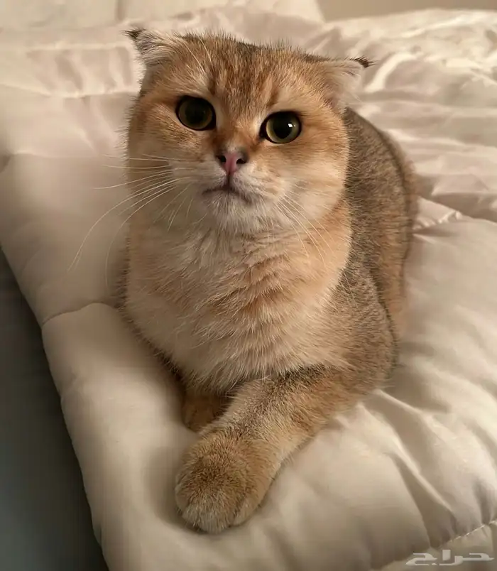 قط سكوتش فولد 1