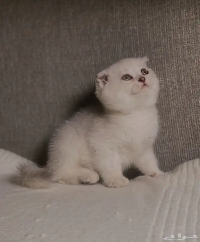 سكوتش للبيع 5