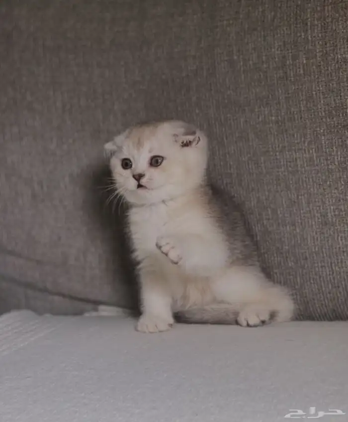 سكوتش للبيع 0