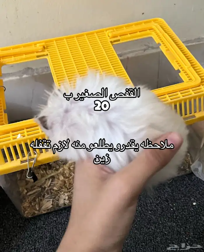 همسترات اليفه 3