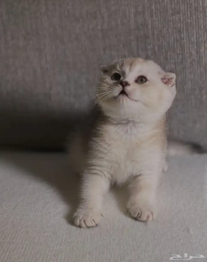 سكوتش للبيع 2