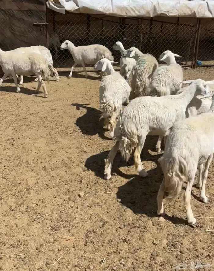 غنم دفيع حريه ورفيد 3