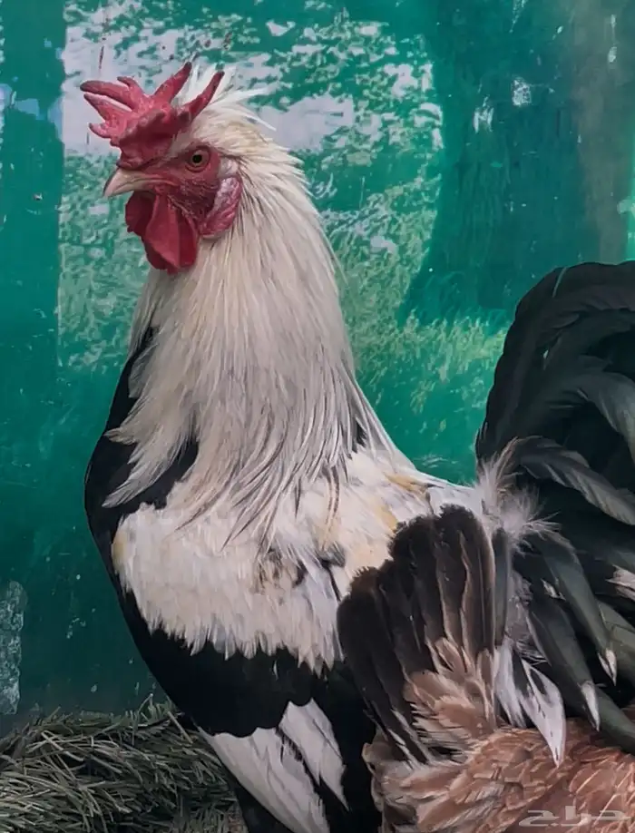 دجاج دندراوي عربي اصيل . ترثه . سلالة نقية الدم . 1