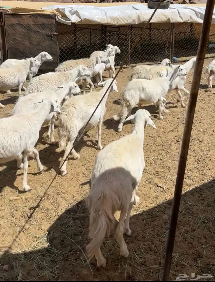 غنم دفيع حريه ورفيد 0