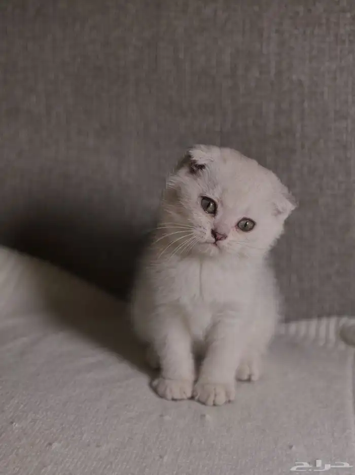 سكوتش للبيع 3