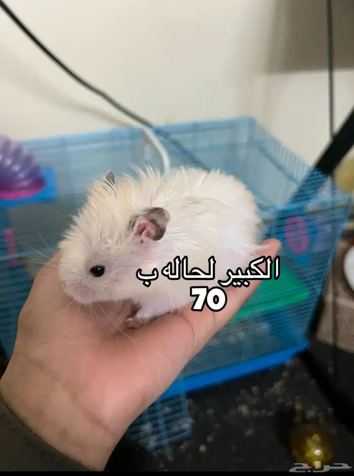 همسترات اليفه 1