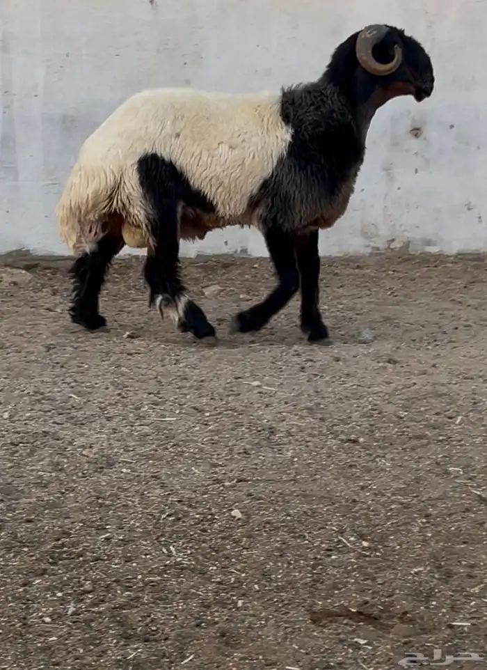 جدع نعيمي صنف فاخر للبيع 6