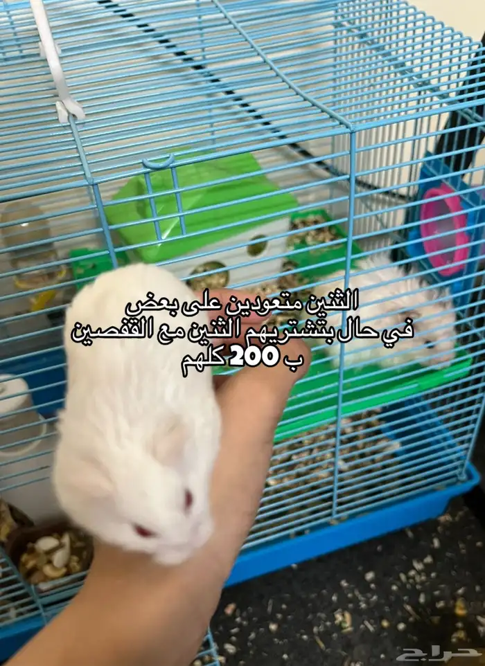 همسترات اليفه 4