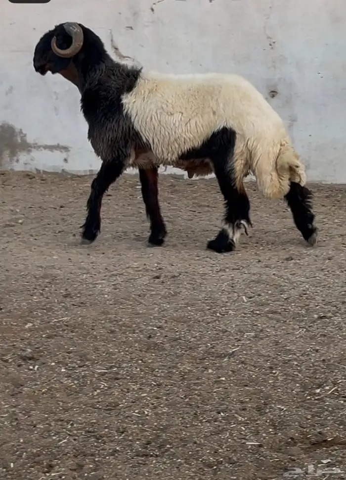 جدع نعيمي صنف فاخر للبيع 3