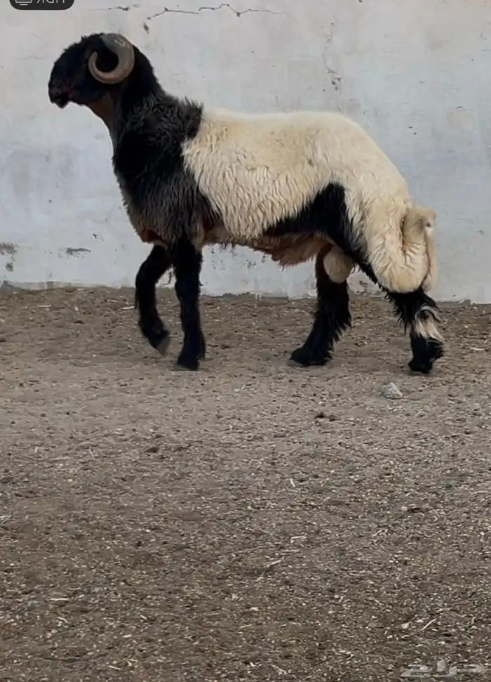 جدع نعيمي صنف فاخر للبيع 1