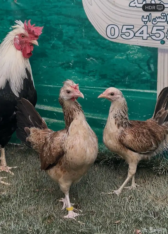 دجاج دندراوي عربي اصيل . ترثه . سلالة نقية الدم . 6