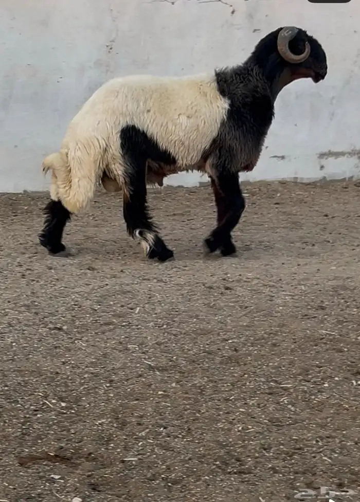 جدع نعيمي صنف فاخر للبيع 0