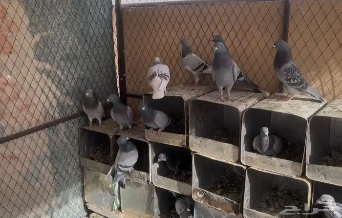 حمام زاجل وزينه 0