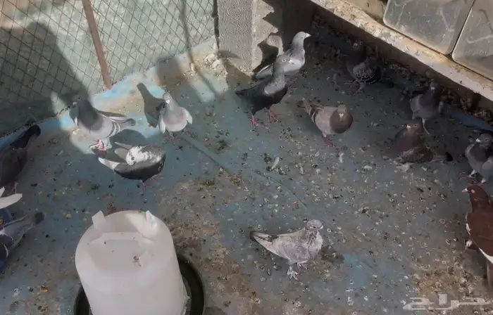 حمام زاجل وزينه 1