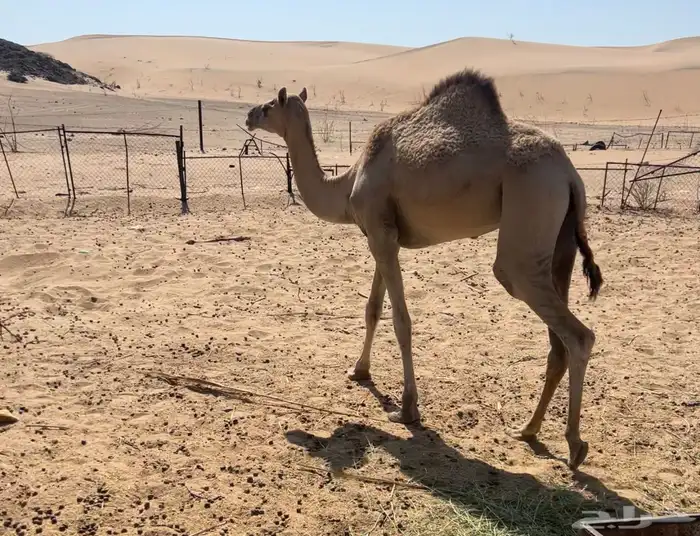 بكره لبنيه طيبه للبيع 0