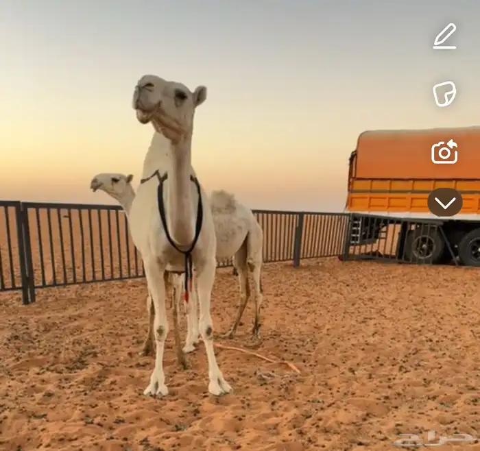 ناقه ضريبه عشرا منتج انتاج قوي وبنتها ماهي في البيع 0