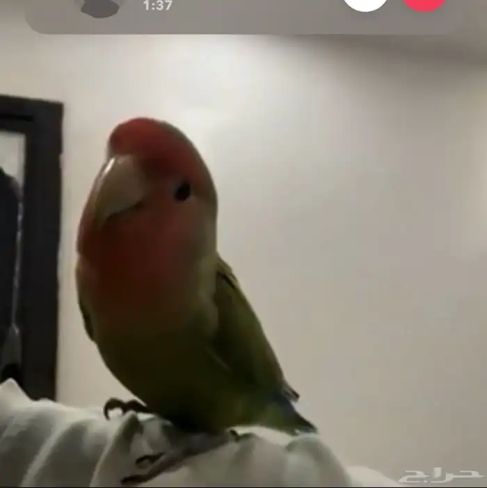 طير ببغاء روز ضايع 1