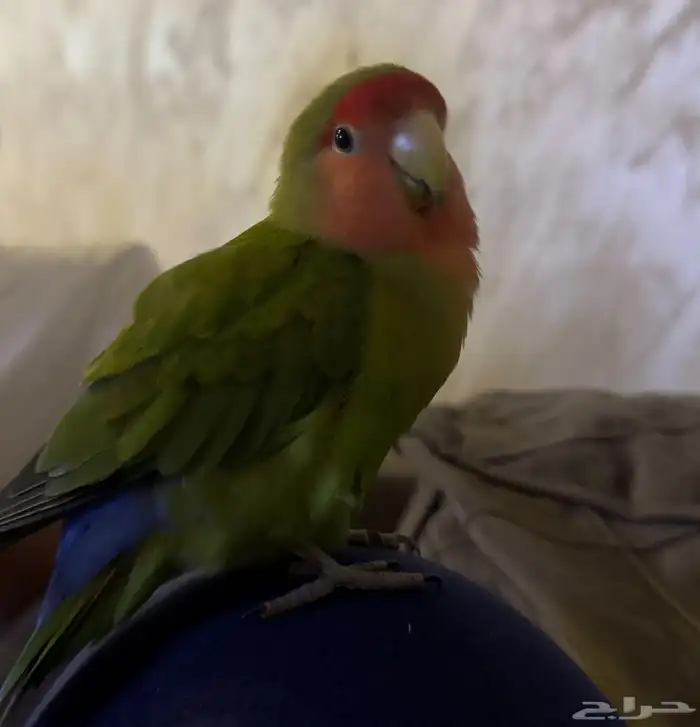 طير ببغاء روز ضايع 0