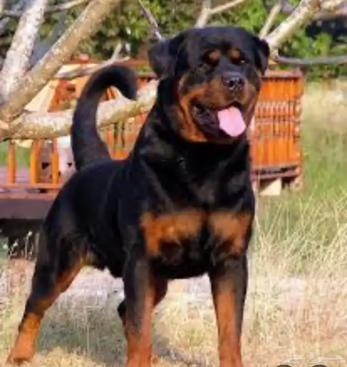 الي عنده جراوي روت وايلر او كين كروسو مستوى عالي يجيني صامل 0