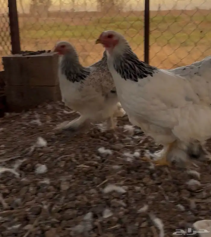 دجاج براهمه 3