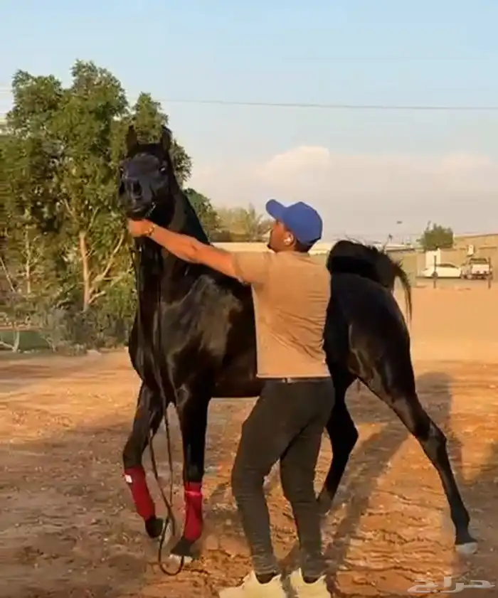 خيل ( ريان العناية ) 2