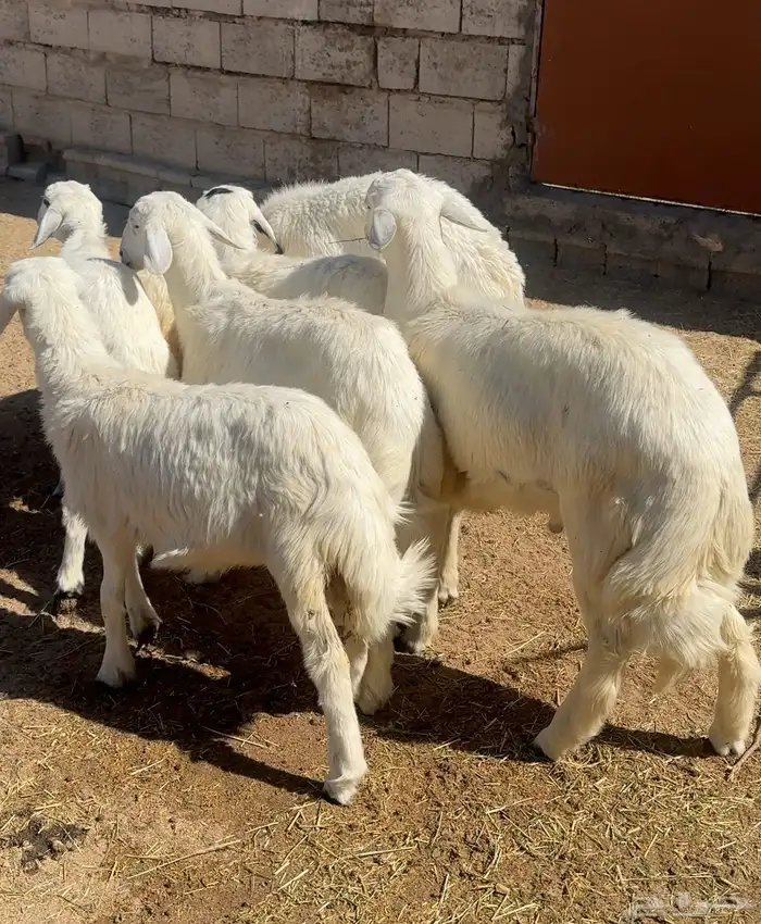 خرفان بلدية فل شحم 0