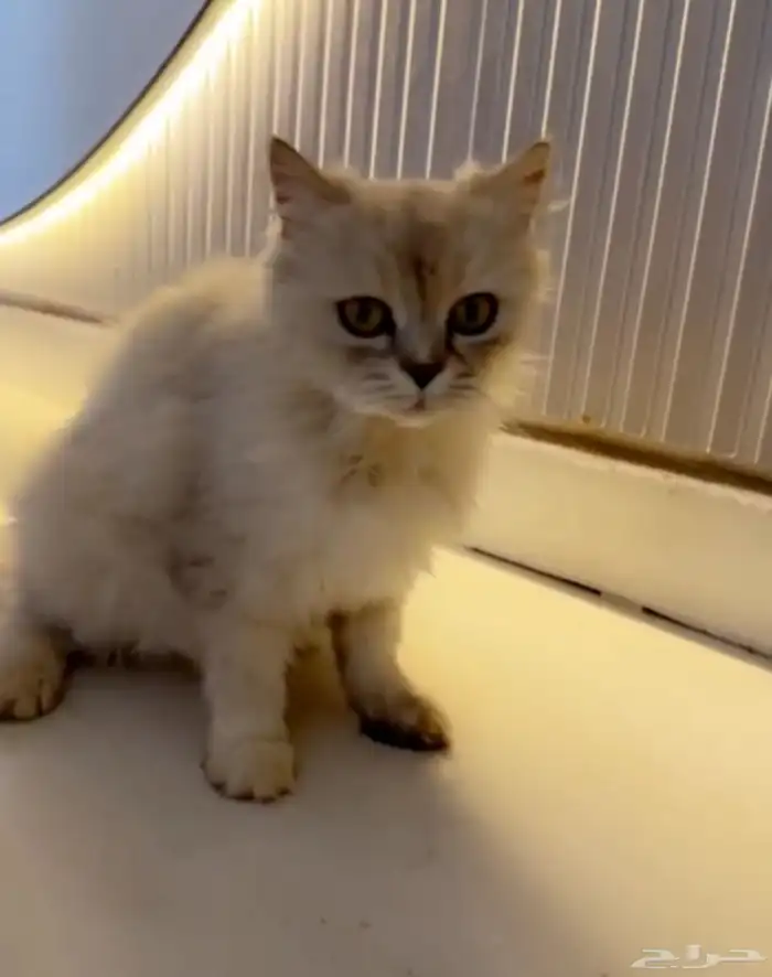 قطوه شيرازيه للبيع 0