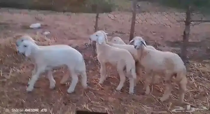 رخال وخرفان حري من 850 ريال 3