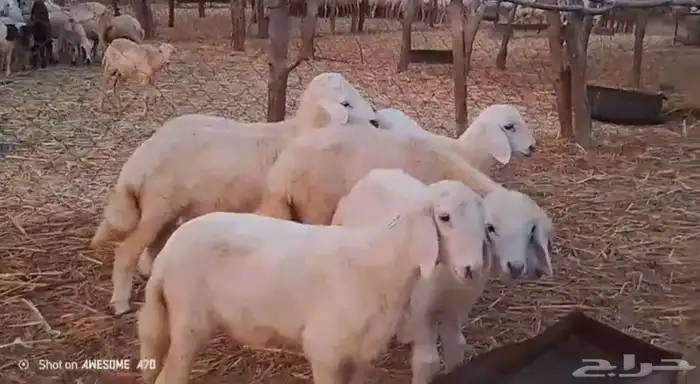 رخال وخرفان حري من 850 ريال 6