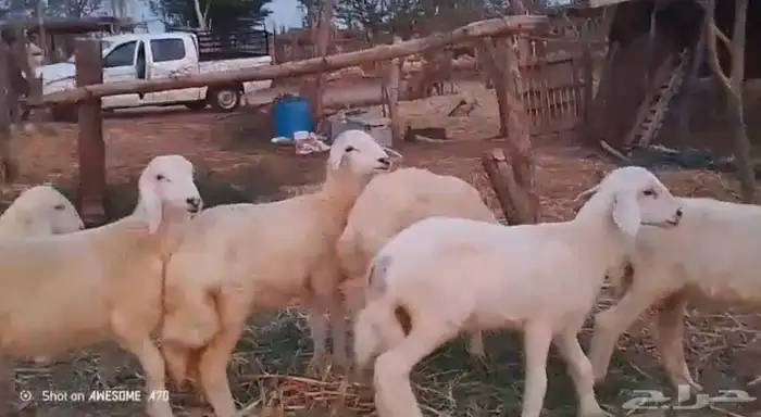 رخال وخرفان حري من 850 ريال 0