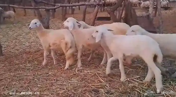 رخال وخرفان حري من 850 ريال 5