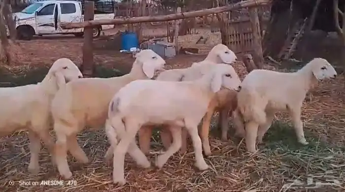 رخال وخرفان حري من 850 ريال 4