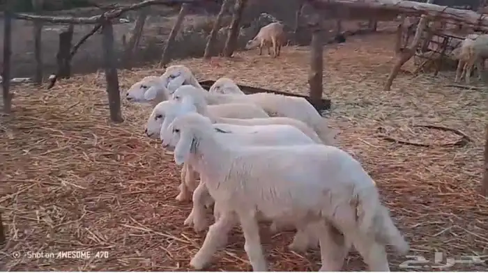 رخال وخرفان حري من 850 ريال 1