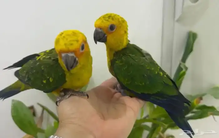 فروخ صن كنيور.  تم البيع 0