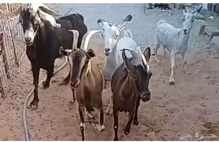 ماعز جنوبي للبيع 0