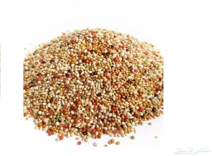 يوجد اكل طيور 0