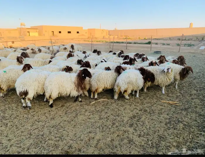 رخال نعيم عدد 55 0