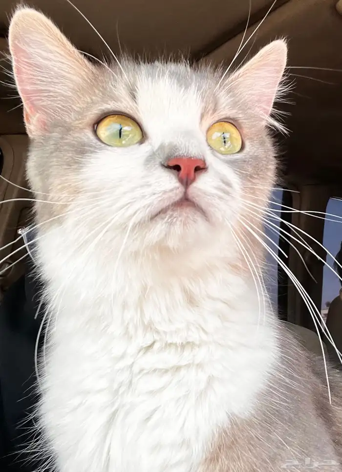 قطة انثى طالبه تزاوج 0