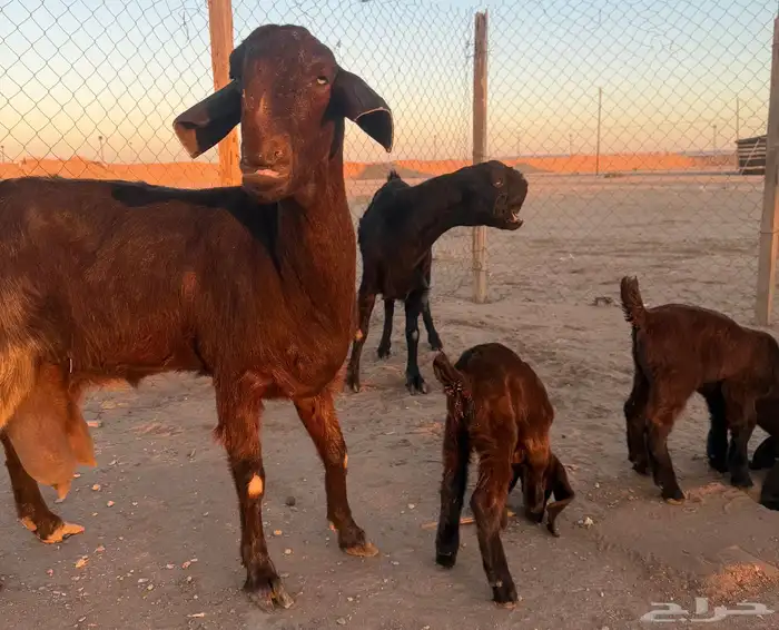 معزا سوريات خلفات 0