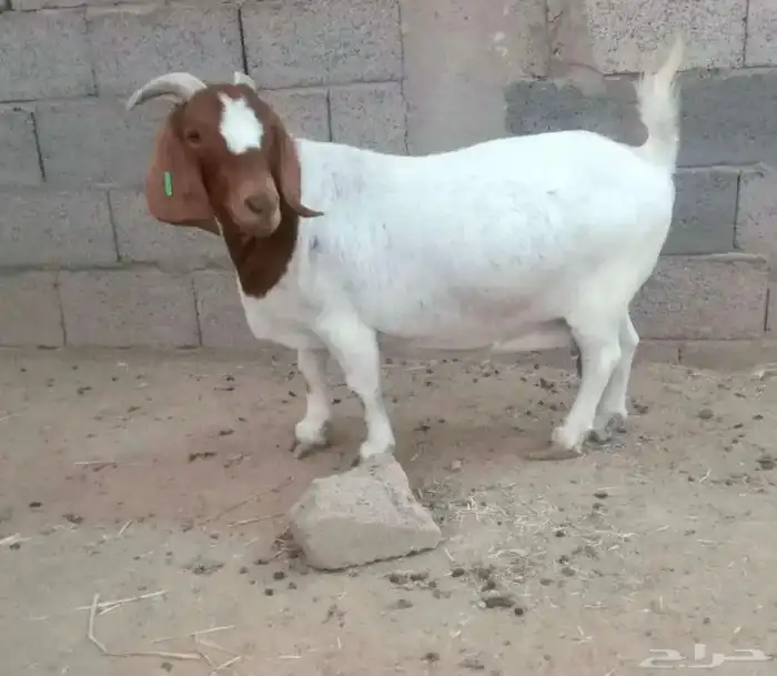 ماعز عنز بورقوت صنف 1