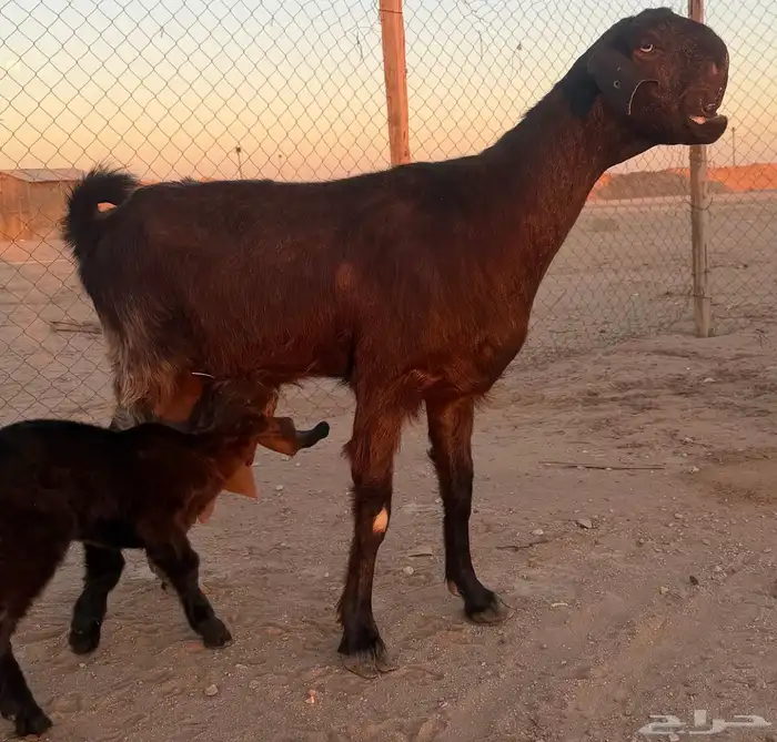 معزا سوريات خلفات 2