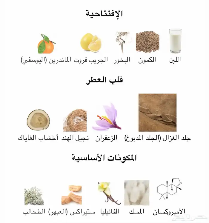 تقسيمات عطر Fugazzi 1