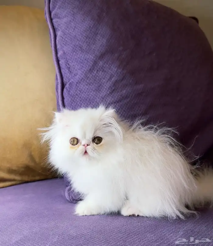 ذكر بيكي فيس بيرشن بيور 2