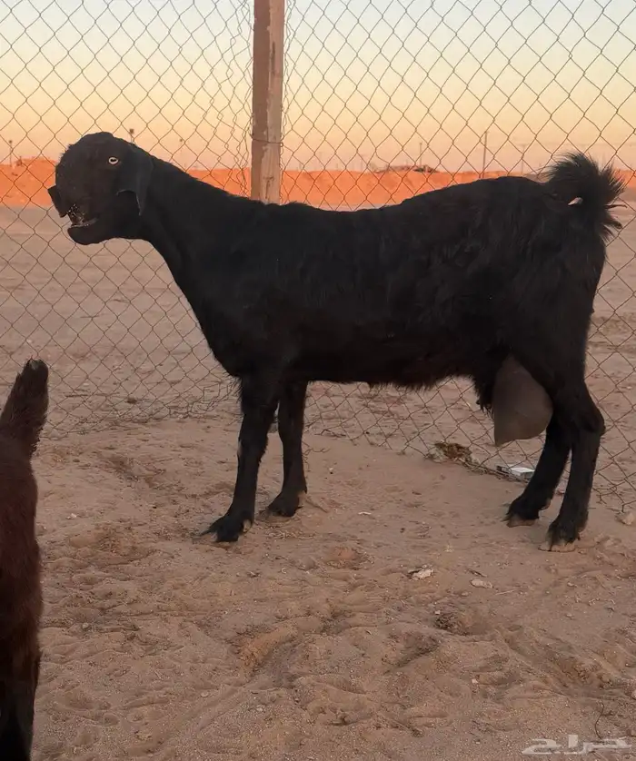 معزا سوريات خلفات 1