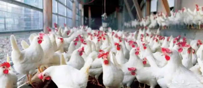 مطلوب شريك 0