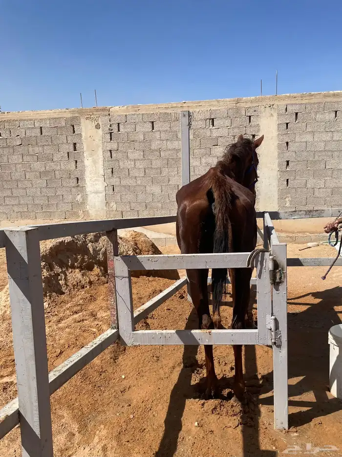 فرس شقراء انجليزي للبيع 7