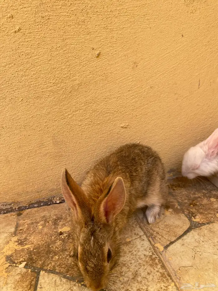 ارانب للبيع. 1