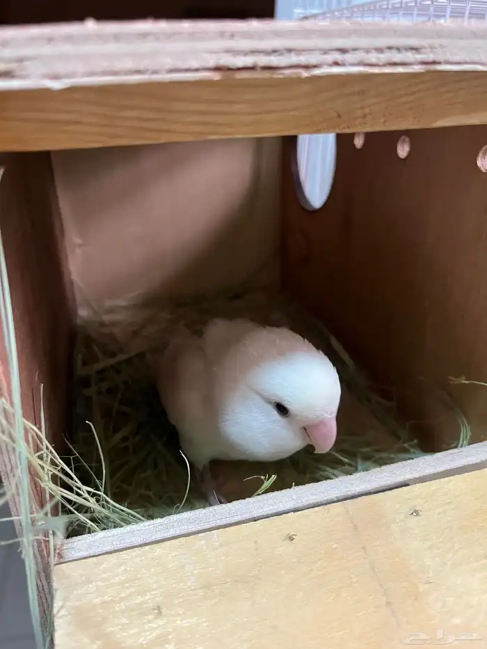 انثى روز البينو جاهزة للانتاج 3