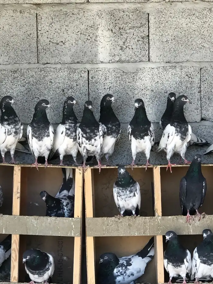 حمام باكستاني تيدي بيور 0